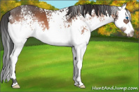 Horse Color:White Spotted Brown Splash 