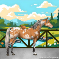Horse Color:White Spotted Silver Buckskin Ice Appaloosa 