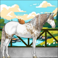 Horse Color:White Spotted Chocolate Palomino Ice Dun Splash Appaloosa