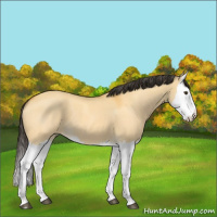 Horse Color:Buckskin Dun Splash 