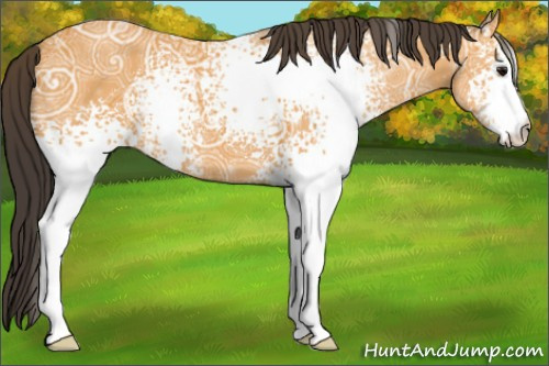 Horse Color:White Spotted Buckskin Ice 
