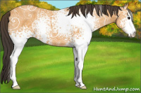Horse Color:White Spotted Buckskin Ice