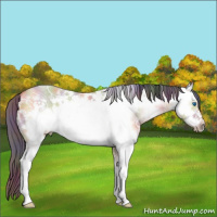 Horse Color:Nacre White Spotted Buckskin Ice Dun Sabino Frame