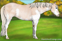 Horse Color:Gold Champagne Splash Rabicano 