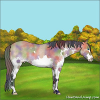 Horse Color:Nacre Bay Dun Splash