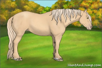 Horse Color:Gold Champagne 
