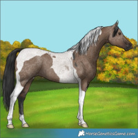 Horse Color:Liver Red Dun Tobiano 