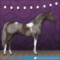 Horse Color:Liver Chestnut Mushroom Tobiano Rabicano 