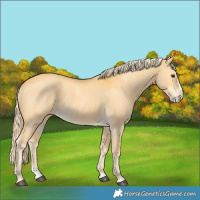 Horse Color:Palomino Dun Splash 
