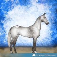 Horse Color:Gray Silver Smoky Black Appaloosa 