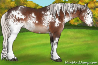 Horse Color:White Spotted Silver Brown Splash Rabicano