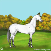 Horse Color:Gray Black Appaloosa 