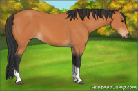 Horse Color:Bay Tobiano 