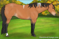 Horse Color:Bay Tobiano 