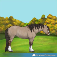 Horse Color:Liver Red Dun Rabicano 