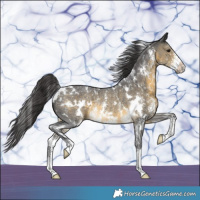 Horse Color:White Spotted Buckskin Sabino Rabicano 