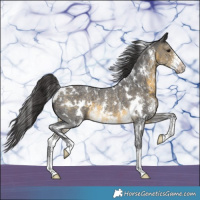 Horse Color:White Spotted Buckskin Sabino Rabicano