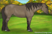 Horse Color:Smoky Grullo