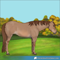 Horse Color:Red Dun 