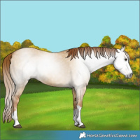 Horse Color:Gray Red Dun 