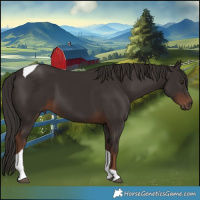 Horse Color:Liver Chestnut Tobiano 