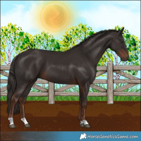 Horse Color:Liver Chestnut 