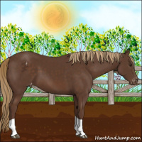 Horse Color:Liver Chestnut Tobiano Appaloosa