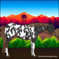 Horse Color:Liver Chestnut Tobiano Appaloosa