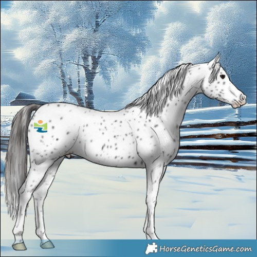 Horse Color:Black Appaloosa 