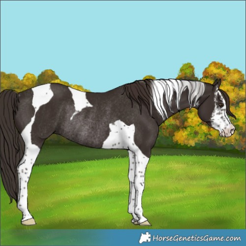 Horse Color:White Spotted Liver Chestnut Tobiano Rabicano 