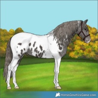 Horse Color:Smoky Black Tobiano Appaloosa 