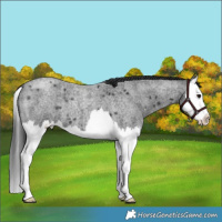 Horse Color:Blue Roan Splash 