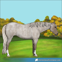 Horse Color:Silver Smoky Blue Roan 