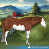 Horse Color:Chestnut Splash 