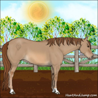 Horse Color:Red Dun