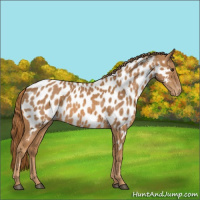 Horse Color:Chestnut Appaloosa 