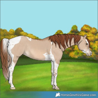 Horse Color:Red Dun Splash Tobiano Rabicano 