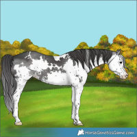 Horse Color:White Spotted Black Splash 