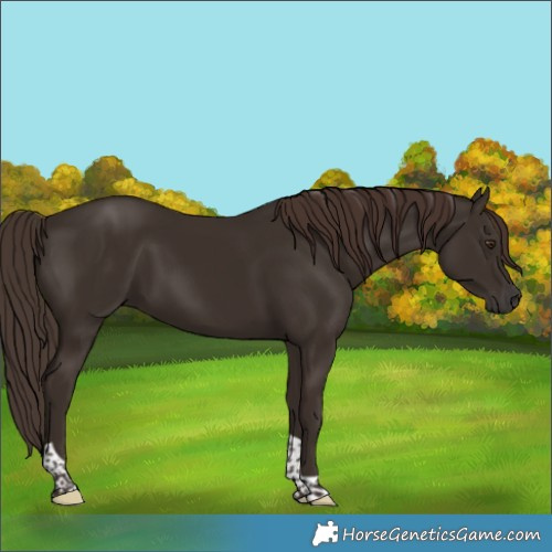 Horse Color:Liver Chestnut Tobiano 