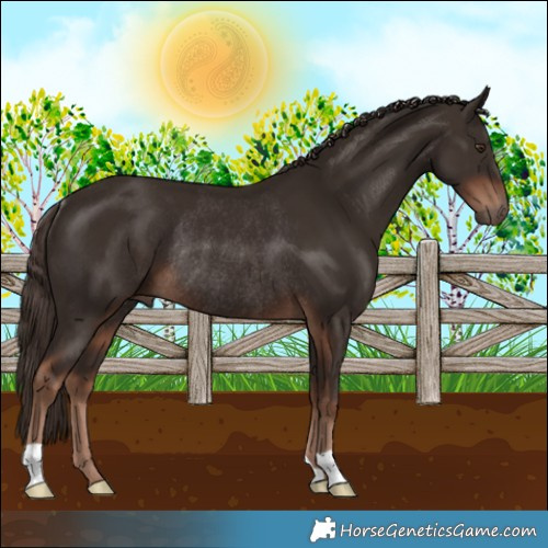 Horse Color:Liver Chestnut Rabicano 