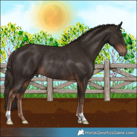 Horse Color:Liver Chestnut Rabicano