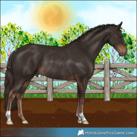 Horse Color:Liver Chestnut Rabicano