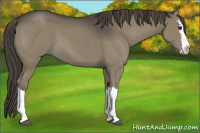 Horse Color:Smoky Grullo Splash 