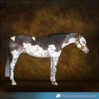 Horse Color:Brown Splash Tobiano