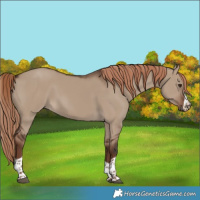 Horse Color:Liver Red Dun 