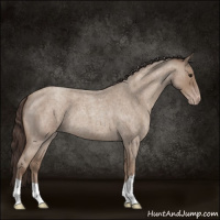 Horse Color:Classic Champagne Roan