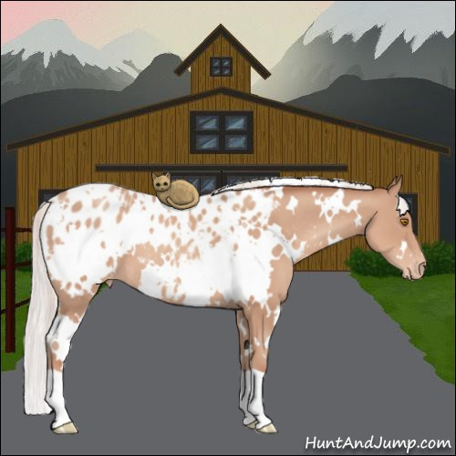 Horse Color:White Spotted Silver Classic Champagne Appaloosa 