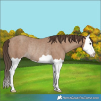 Horse Color:Classic Champagne Splash Rabicano 