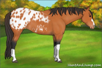 Horse Color:Bay Blanket