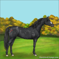 Horse Color:Black Appaloosa 